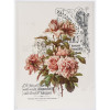 Трансфер Dress My Craft Transfer Me Sheet A4 Peach Roses