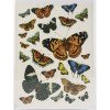 Трансфер Dress My Craft Transfer Me Sheet A4 Vintage Butterflies