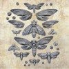  Молд Prima Nocturnal Insects 130*200*8мм